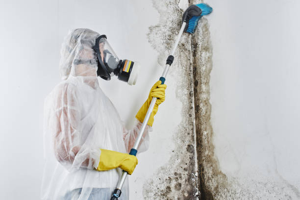 St Anthony, ID Mold Removal Company